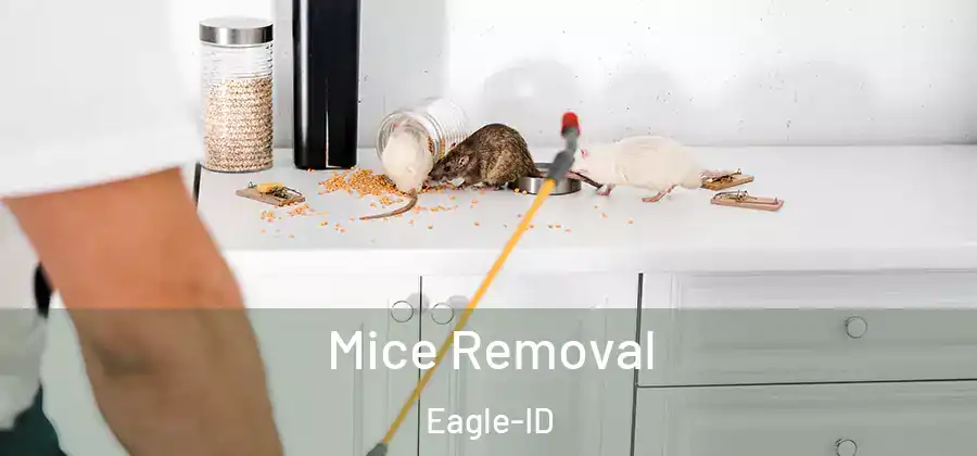 Mice Removal Eagle-ID