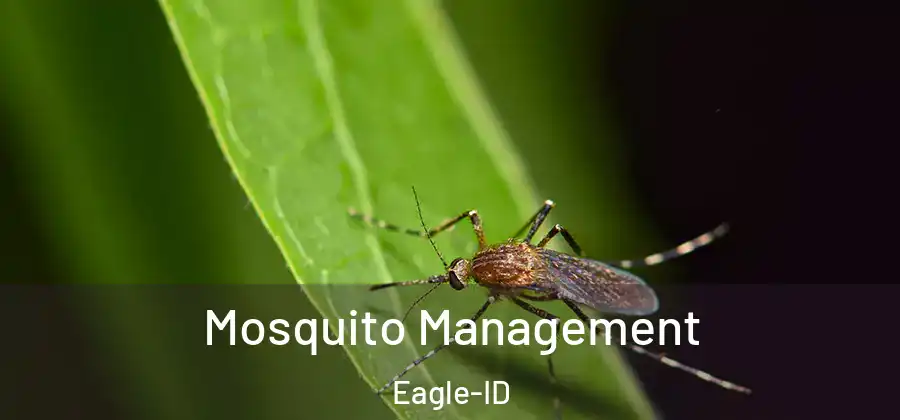  Mosquito Management Eagle-ID
