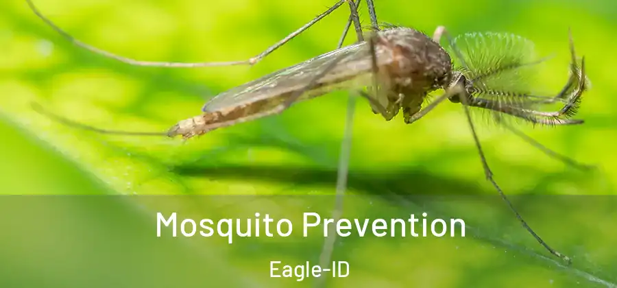  Mosquito Prevention Eagle-ID