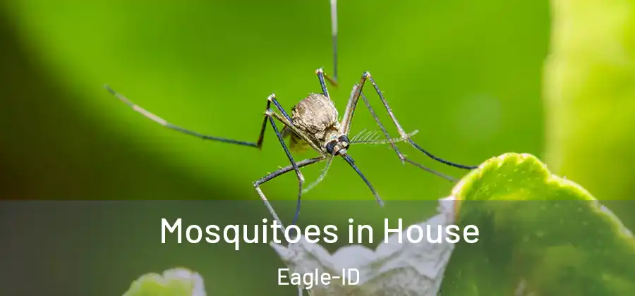 Mosquitoes in House Eagle-ID