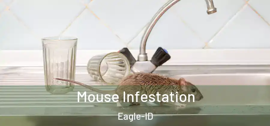 Mouse Infestation Eagle-ID