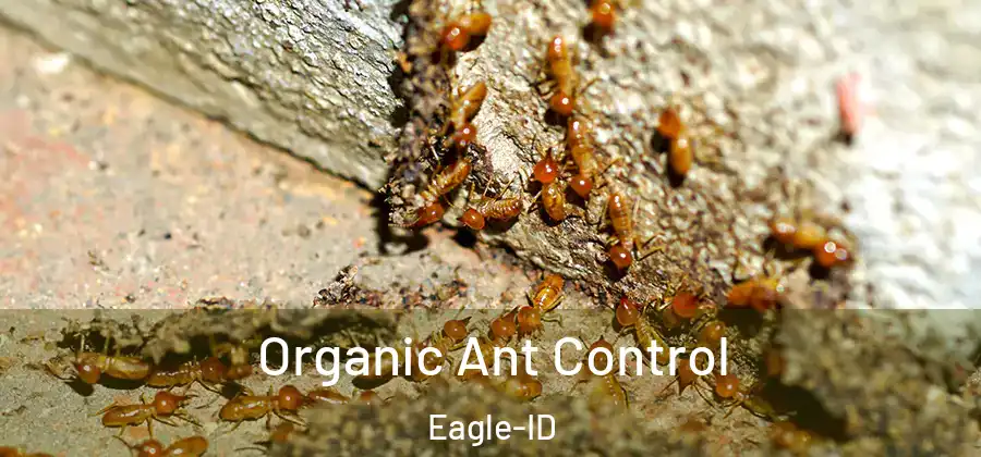 Organic Ant Control Eagle-ID