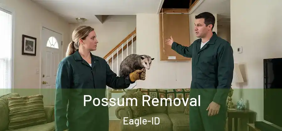  Possum Removal Eagle-ID