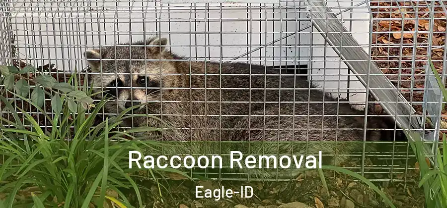 Raccoon Removal Eagle-ID