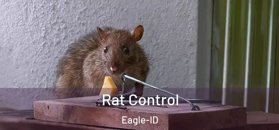 Rat Control Eagle-ID