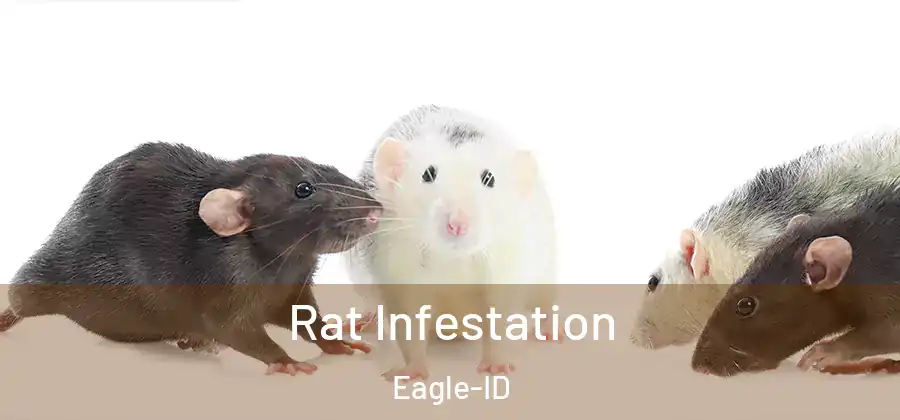  Rat Infestation Eagle-ID