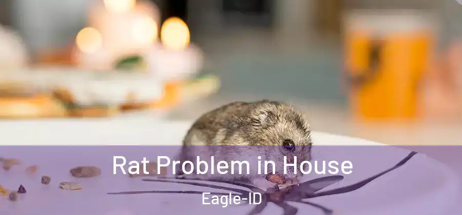 Rat Problem in House Eagle-ID