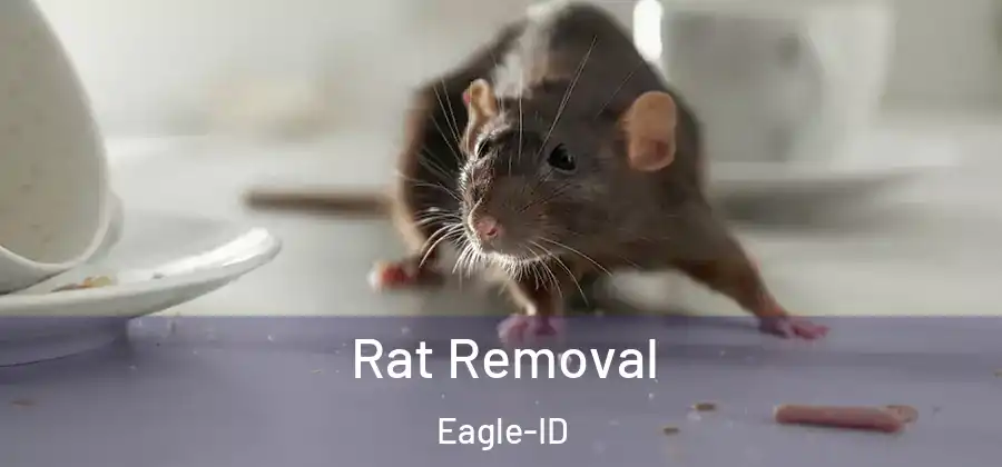 Rat Removal Eagle-ID