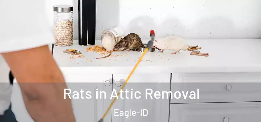 Rats in Attic Removal Eagle-ID