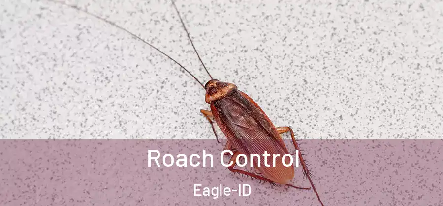  Roach Control Eagle-ID