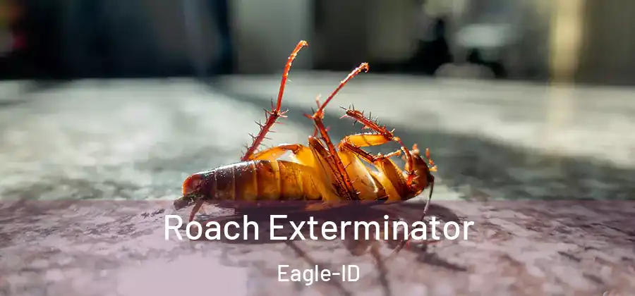  Roach Exterminator Eagle-ID