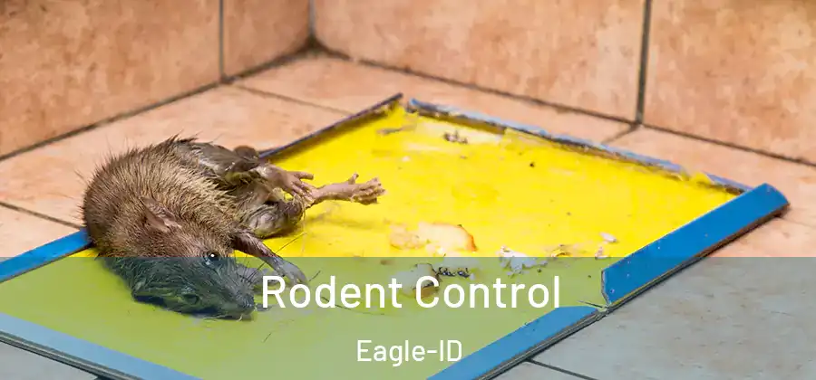  Rodent Control Eagle-ID