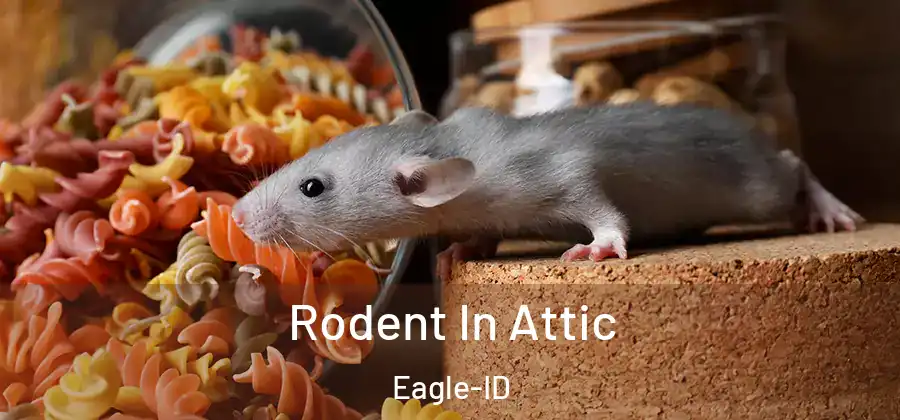 Rodent In Attic Eagle-ID