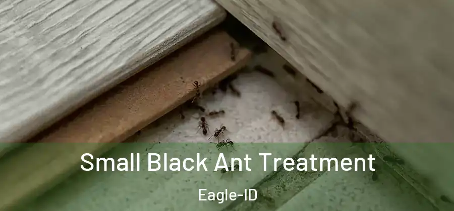 Small Black Ant Treatment Eagle-ID