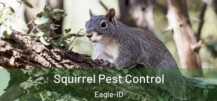 Squirrel Pest Control Eagle-ID