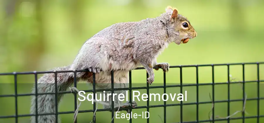 Squirrel Removal Eagle-ID