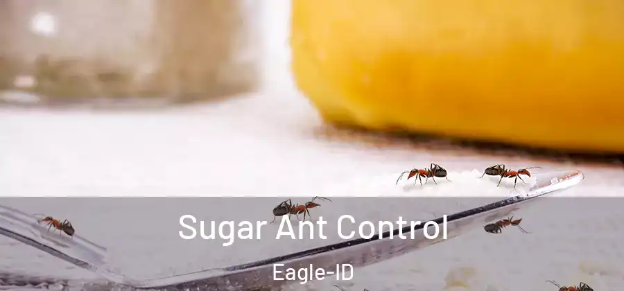 Sugar Ant Control Eagle-ID