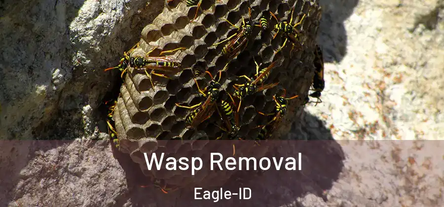 Wasp Removal Eagle-ID