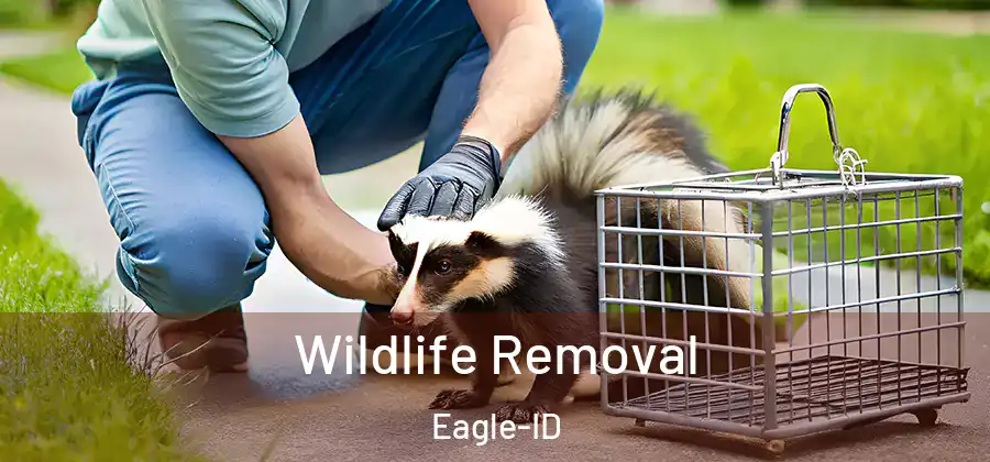 Wildlife Removal Eagle-ID
